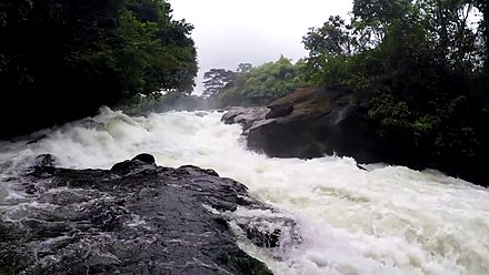 Exploring Korup National Park A Jewel of Biodiversity