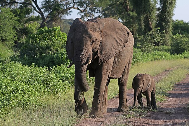 Exploring Luengue-Luiana National Park A Hidden Gem in Angola