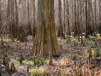 Exploring the Untamed Beauty of Congaree National Park