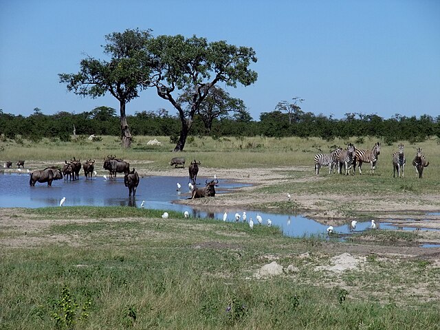 Discovering Chobe National Park A Wildlife Lover’s Paradise