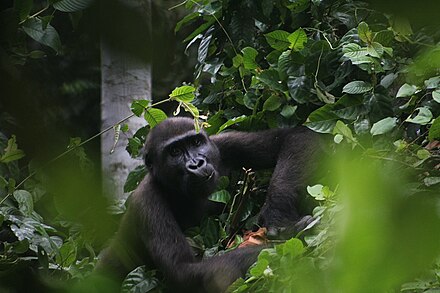 Exploring Campo Ma’an National Park A Hidden Gem in Cameroon