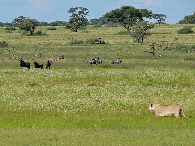 Exploring Kgalagadi Transfrontier Park A Journey Through the Kalahari Desert