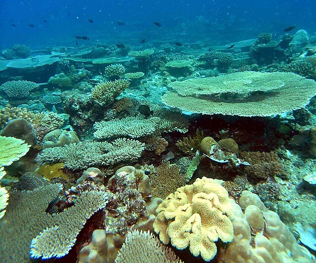 Exploring the Wonders of Mohéli National Park A Hidden Gem in the Comoros
