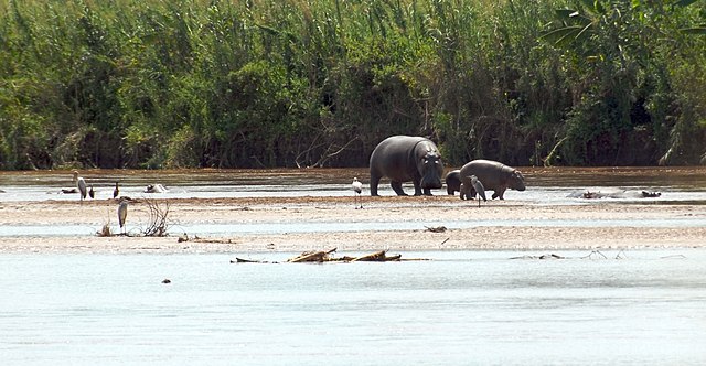 Discovering Rusizi National Park A Gem of Biodiversity and Natural Beauty