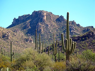The Majestic Saguaro An Icon of the American Southwest