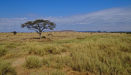 Exploring the Serengeti National Park