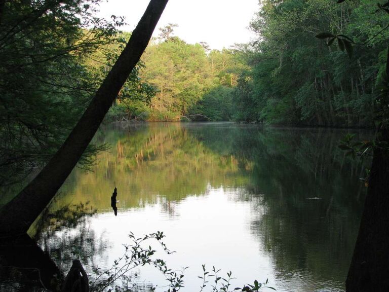 Exploring Congaree America’s Hidden National Treasure
