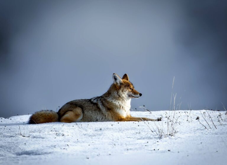 Safety While Around Wildlife in Yellowstone National Park